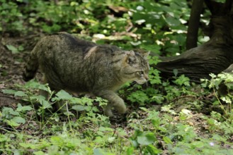 European wildcat (Felis silvestris), adult, stalking, in the forest, foraging, alert, Hesse,