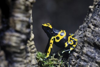 Yellow-banded poison dart frog (Dendrobates leucomelas), adult, alert, South America, captive