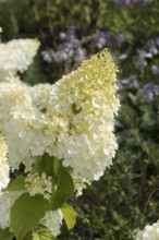 Panicle hydrangea (Hydrangea paniculata 'Polar Bear'), Finland