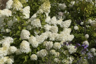 Panicle hydrangea (Hydrangea paniculata 'Polar Bear'), Finland