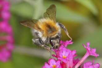 Field bumblebee (Bombus pascuorum), sucking nectar on summer lilac (Buddleja davidii), butterfly