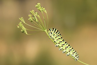 Swallowtail caterpillar (Papilio machaon), caterpillar sitting on Wild carrot (Daucus carota),