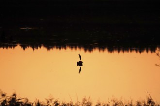 Heron at sunrise in a lake, Saxony, Germany