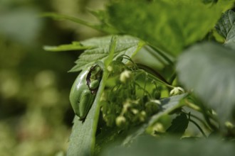 Tree frog, August, Saxony, Germany