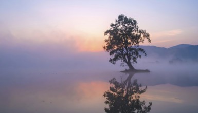 Lone single tree reflected in the still waters of a foggy lake at sunrise, AI generated