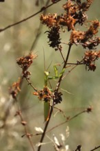 Praying mantis, August, Saxony, Germany