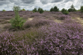Heathland (Calluna vulgaris), Emsland, Lower Saxony, Germany