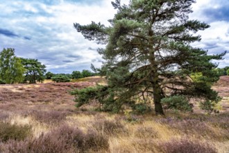 Westruper Heide, in the Hohe Mark Westmünsterland nature park Park, near Haltern am See, heather