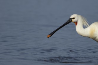 Eurasian spoonbill (Platalea leucorodia) adult bird in a shallow lagoon, England, United Kingdom