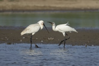 Eurasian spoonbill (Platalea leucorodia) two birds adult bird and juvenile bird begging for food in