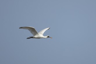 Eurasian spoonbill (Platalea leucorodia) adult bird flying in a blue sky, England, United Kingdom