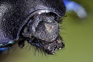 Macro photograph of a shiny beetle with detailed texture and blue colour tones, The forest dung
