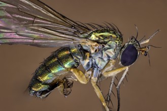 Macro shot of an insect with detailed wings in iridescent colours on a brown background, A close-up