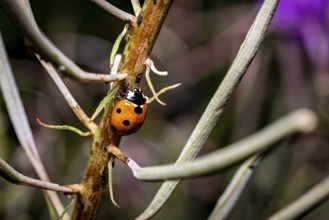 A ladybird sitting on a branch, surrounded by the structures of the plant in the background, The