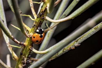 A ladybird sits on a branch in a close-up showing the texture of the plant, The ladybirds in a