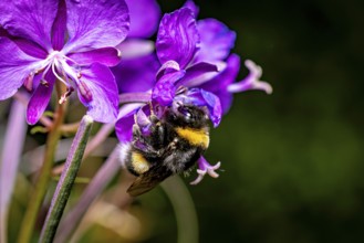 A bumblebee sits on a bright purple flower surrounded by a green background, Large earth bumblebee