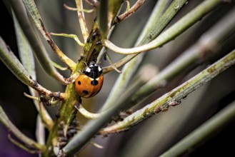 A ladybird sitting on a branch surrounded by other branches in nature, The ladybirds in a plant
