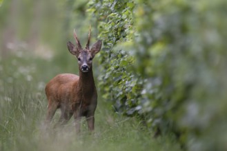 Roebuck in the rut, Biburg leaf time, Eifel Rhineland-Palatinate, Germany