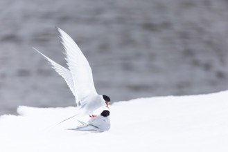 Arctic Arctic Tern (Sterna paradisaea), pair feeding, bridal gift, snow, Terns (Sterninae),