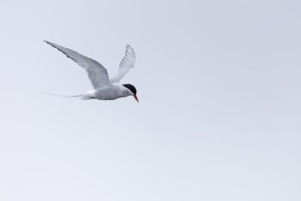 Arctic Arctic Tern (Sterna paradisaea) in a shaking flight to catch fish, Terns (Sterninae),