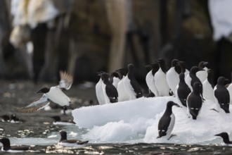 Thick-billed guillemot (Uria lomvia) on an ice floe, alcids (Alcidae), Alkefjellet, Spitsbergen,