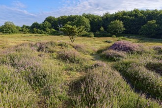 Ripple-crowned dune area in the Schleswig-Holstein municipality of Jörl. The nature reserve Düne am