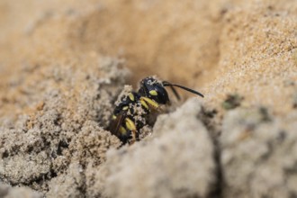 Digger wasp (Gorytes laticinctus), Emsland, Lower Saxony, Germany