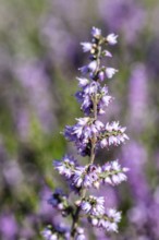 Heather (Calluna vulgaris), Emsland, Lower Saxony, Germany