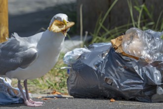 Bird nuisance by herring gull tearing up rubbish bag and feeding on trash, household refuse and