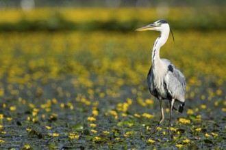 Grey heron (Ardea cinerea) amidst flowering sea pots (Nymphoides peltata) Hungary