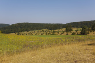 Landscape, nature, trees, meadow, juniper heath, Digelfeld near Hayingen, Swabian Alb,