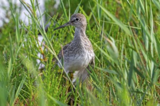 Injured common redshank (Tringa totanus) juvenile with broken wing hiding in glasswort vegetation