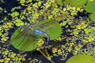Emperor dragonfly, blue emperor (Anax imperator, Anax formosa) female with blue abdomen laying eggs