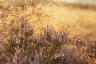Bell heather (Erica tetralix) in the Lüneburg Heath in the yellow-red morning light at sunrise
