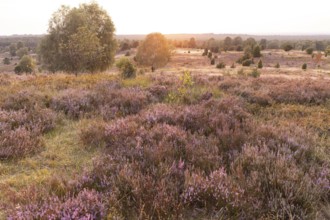 Beautiful sunset over the blooming heath on Wilseder Berg, Lüneburg Heath