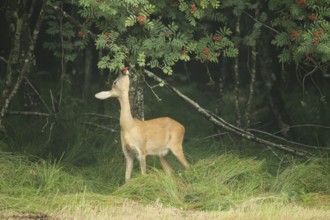 Roe deer (Capreolus capreolus) doe nibbling leaves and red berries of rowan (Sorbus aucuparia)