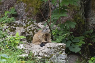 Adult marmot on the alpine meadow in front of the burrow on the Königsbachalm near Berchtesgaden