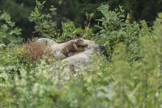 Marmot on the alpine meadow in front of the den on the Königsbachalm near Berchtesgaden