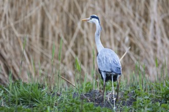 Grey heron (Ardea cinerea) Germany