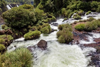 A lively river flows over rocks, surrounded by lush green vegetation, The Iguazu Falls between