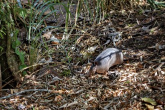 An armadillo moves on a leaf-covered forest floor in the sunlight, The Yungas armadillo (Dasypus
