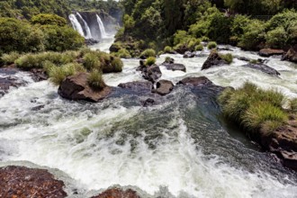 White water between rocks and plants with a distant waterfall in the background, The Iguazu Falls