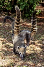 Two nasuas with high, striped tails explore the ground in the forest, The South American coati