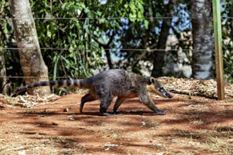 Nasua moves on earthy ground surrounded by a wooded area, The South American coati (Nasua nasua) in