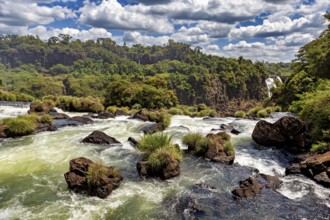 Stones and bushes in a fast-flowing river with wooded slopes in the background, The Iguazu Falls