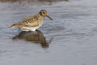 Black-legged stint (Calidris maritima) foraging, Aventdalen, Longyearbyen, Spitsbergen, Svalbard