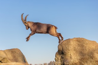 A male ibex (Capra ibex) leaps from rock to rock in the warm evening light. A blue sky can be seen