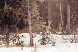 Wildlife on a winter road trip on the Icefields Parkway with lots of snow and ice, Banff National
