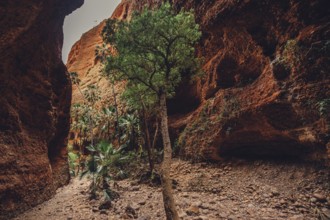 Bungle Bungles in Australia in the Outback, Australia