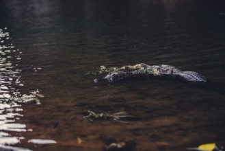 Special light atmosphere with crocodile in the outback in Windjana Gorge National Park in Australia